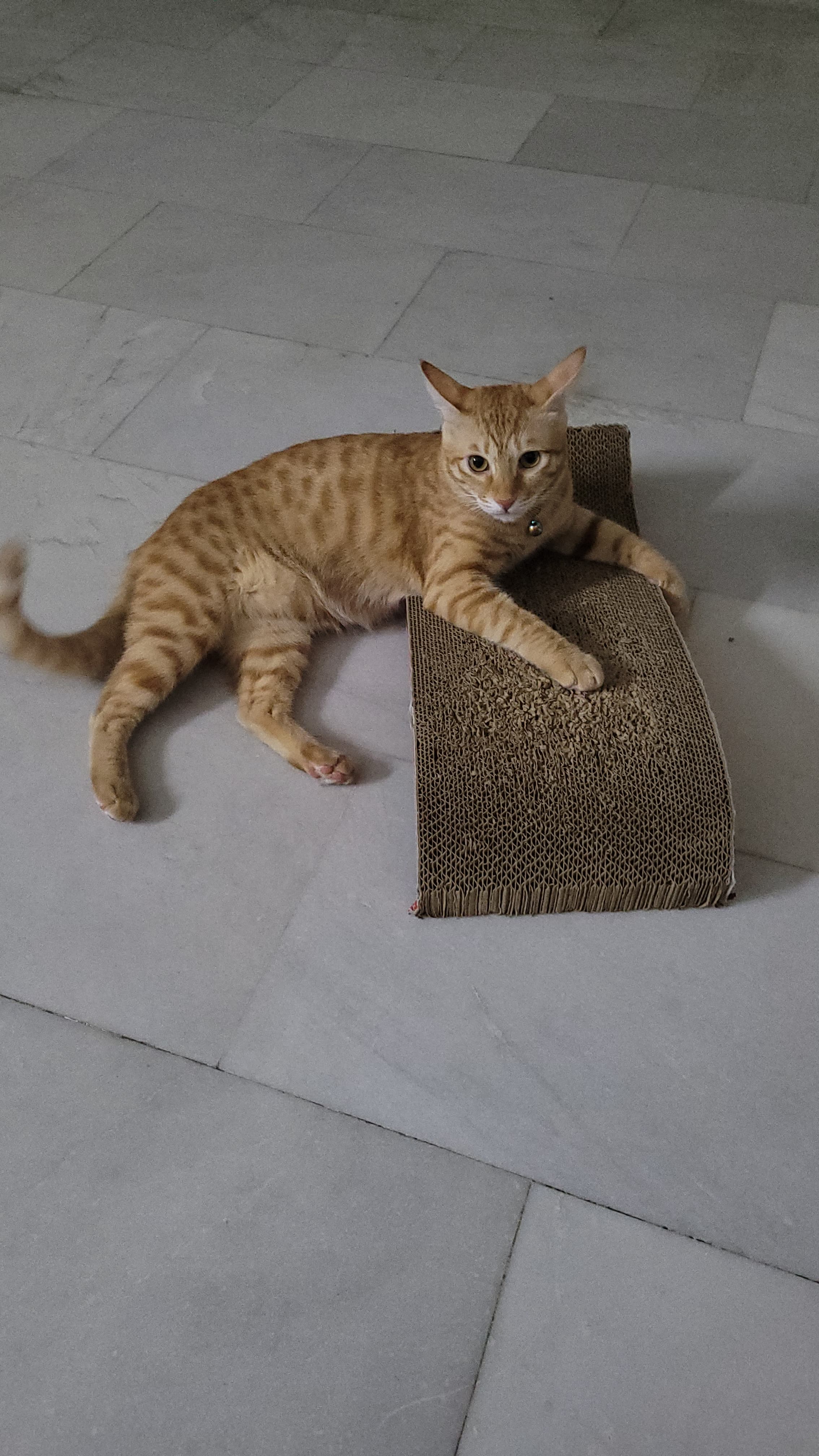 Shalu Deshwal cat boarding
